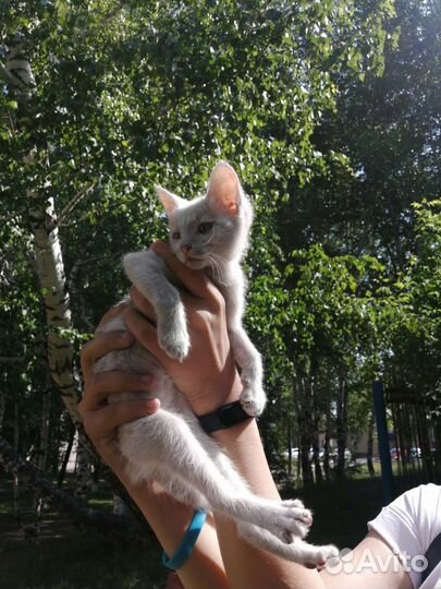 Кошка
