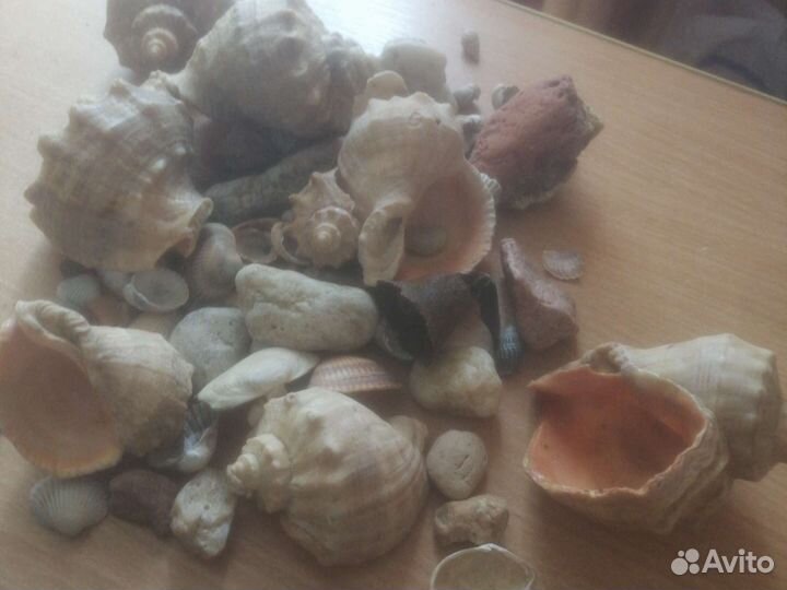 Ракушки в аквариум