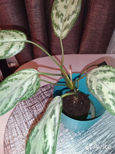 Замиокулькас,пилея.аглаонема Страйс и Мария