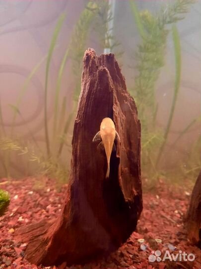 Сомики анцитрусы