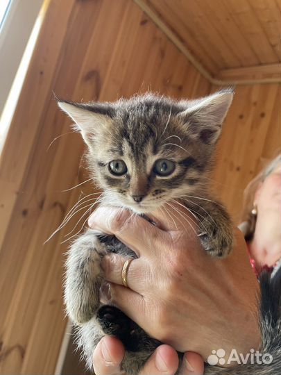 Котята бесплатно
