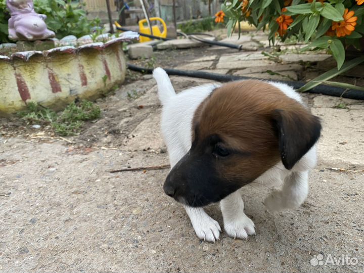 Гладкошерстный фокстерьер