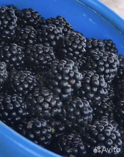 Ежевика садовая (ежемалина)