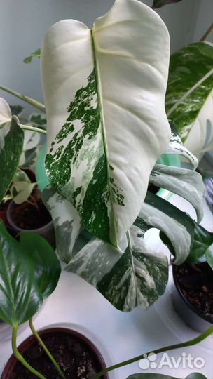 Монстера вариегатная альба