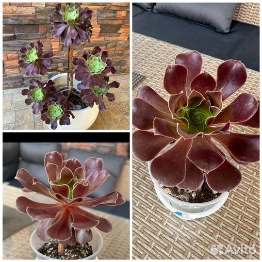 Комнатные цветы Эониум