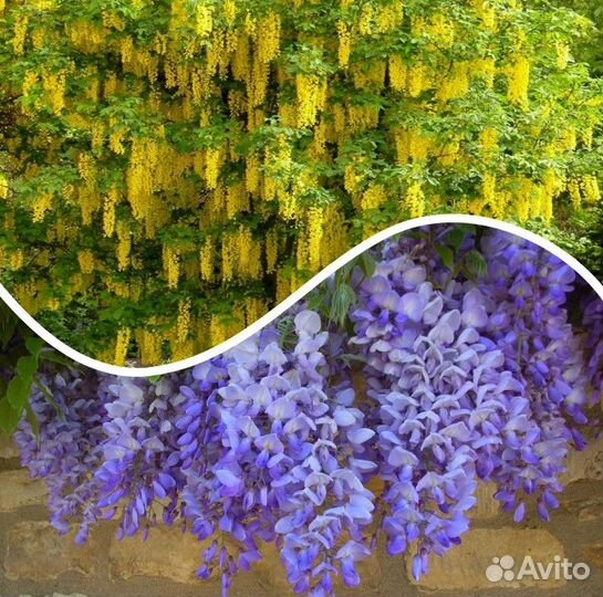 Глициния Blue moon (Голубая луна), Бобовник