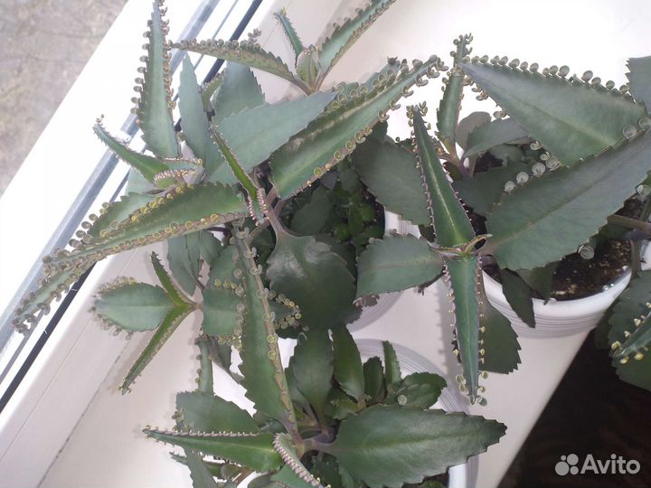 Каланхоэ лечебное