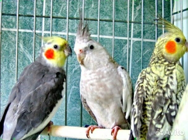 Птенцы попугаев корелла, клетки