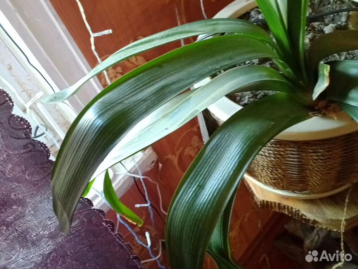 Хлорофитум