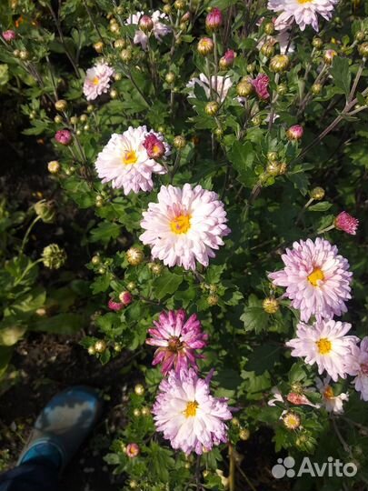 Хризантема