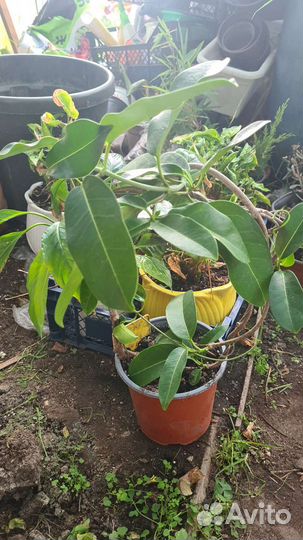 Комнатные растения