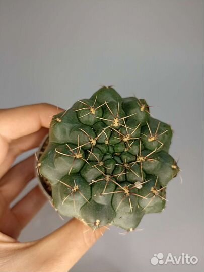 Суккуленты