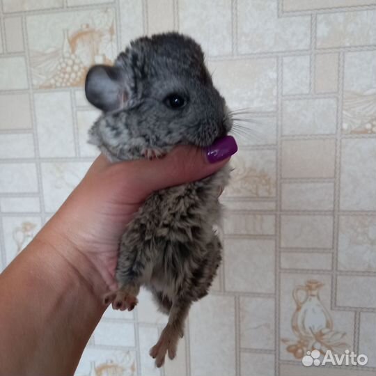 Продам шиншиллу