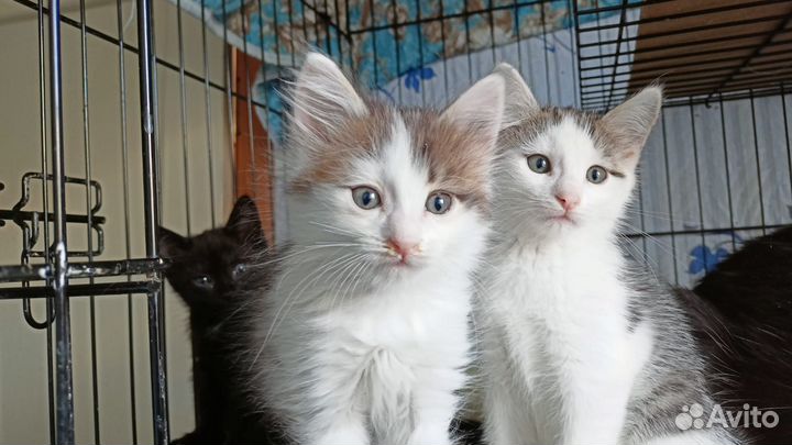 Красивые котята