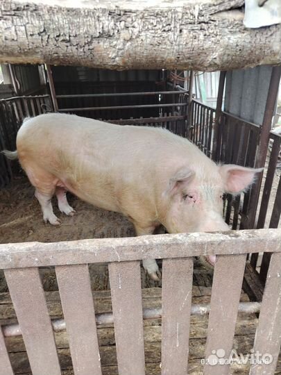 Хряк на племя