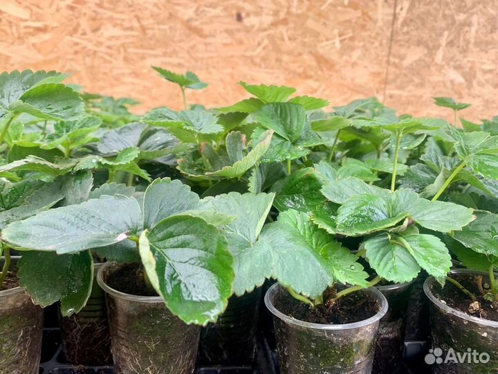 Рассада ремонтантной и летней клубники