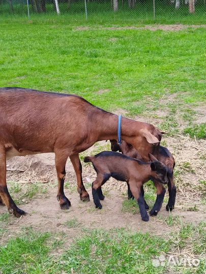 Козье молоко, сыр, козий топленый жир