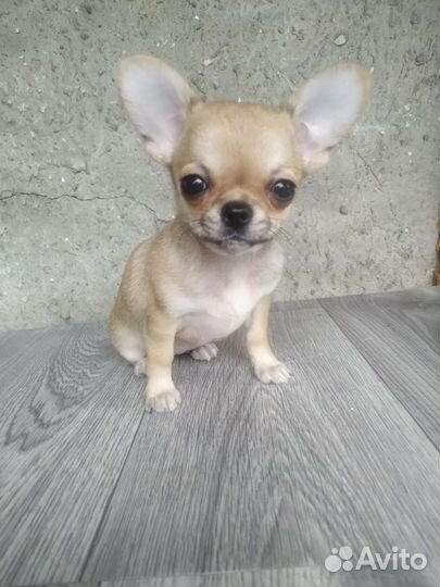 Мини чихуахуа