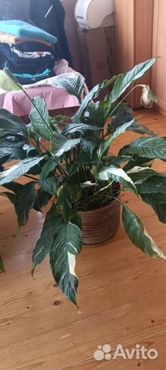 Диффенбахия