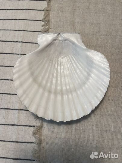 Ракушка для закусок, украшений