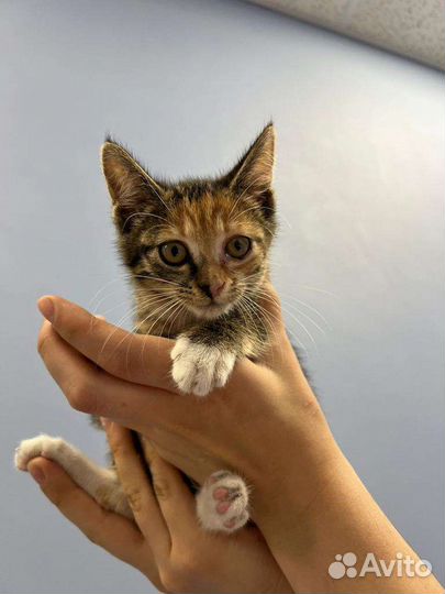 Кошки в добрые руки бесплатно