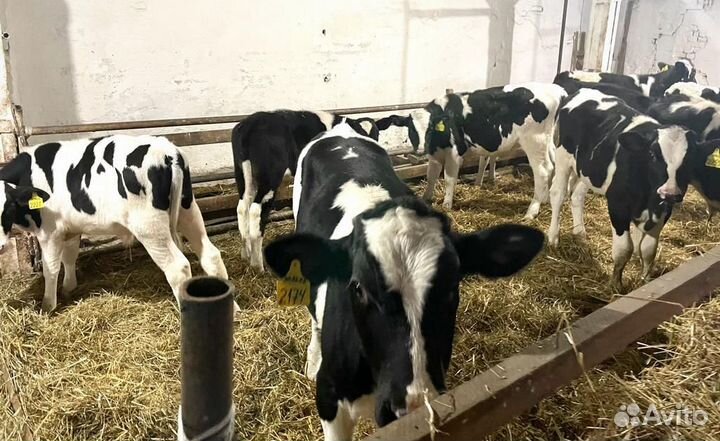 Телята доставка