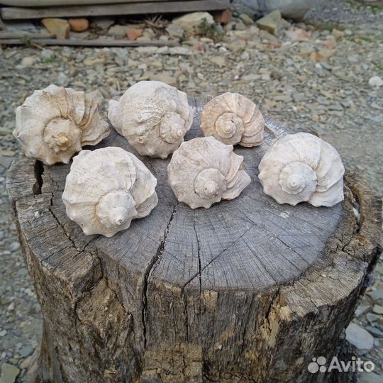 Раковины рапана