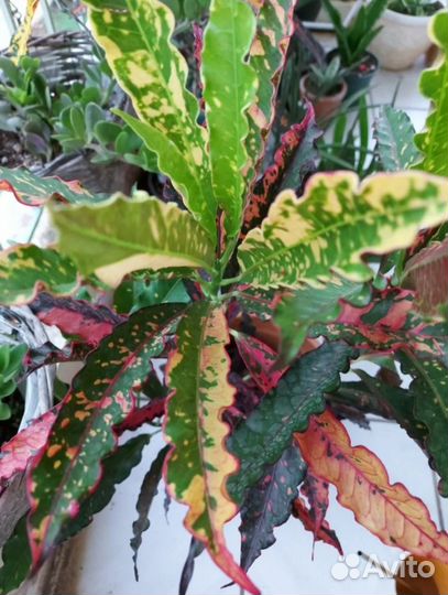 Комнатные растения цветы