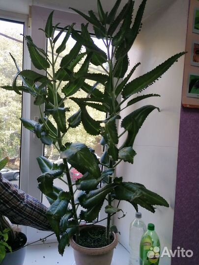 Каланхоэ лечебное 1м15см