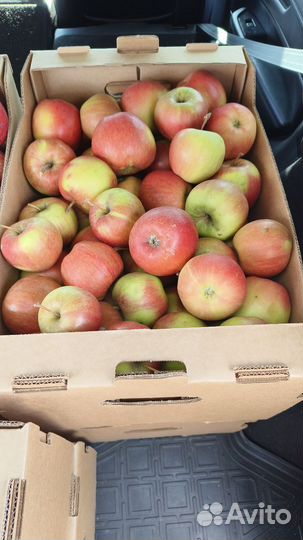 Яблоки сорт Чемпион