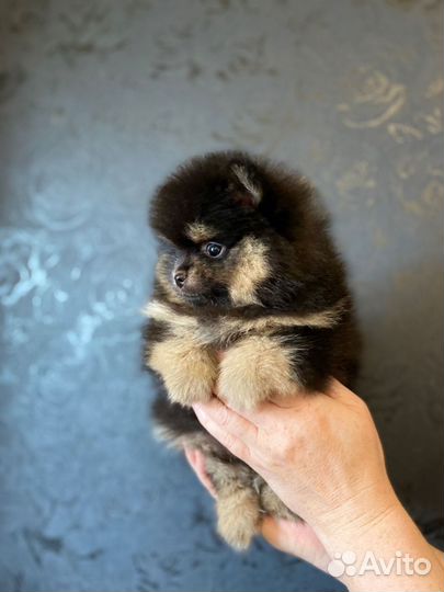 Померанский шпиц