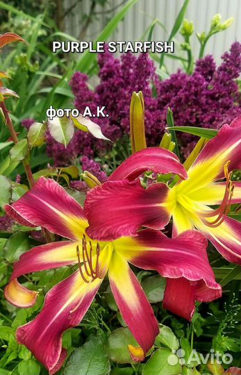 Уфо- лилейники с огромными цветами, экзотические