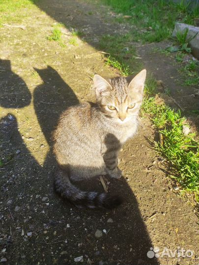 Котята в добрые руки даром