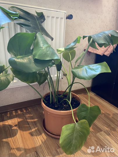 Монстера 70 см