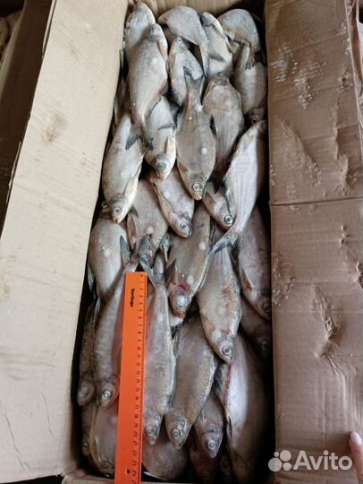 Лещ густера, синец жерех, налим свежемороженая