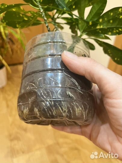 Кротон Занзибар, Голд даст