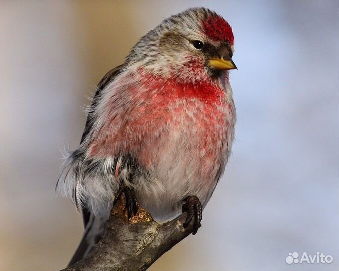 Певчие лесные птицы