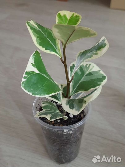 Фикусы разные