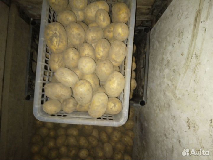 Картофель на еду