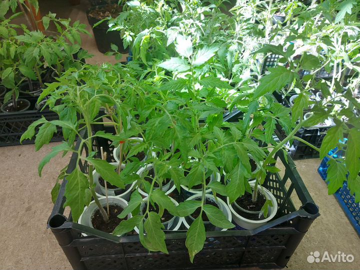 Рассада помидор