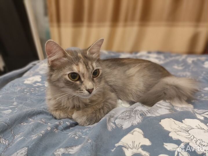Красивая умная кошечка