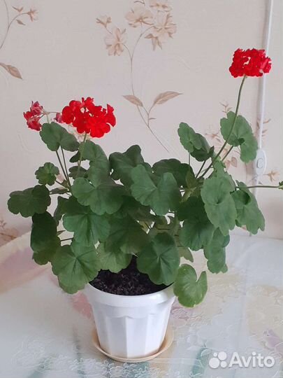 Большой куст герани