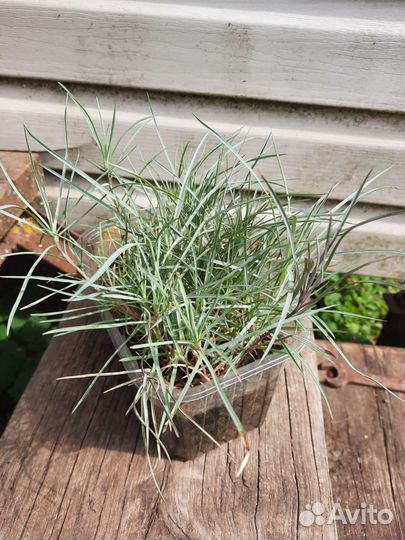 Гвоздика перистая