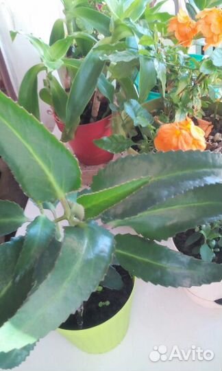 Лечит дыхательную систему. Каланхоэ