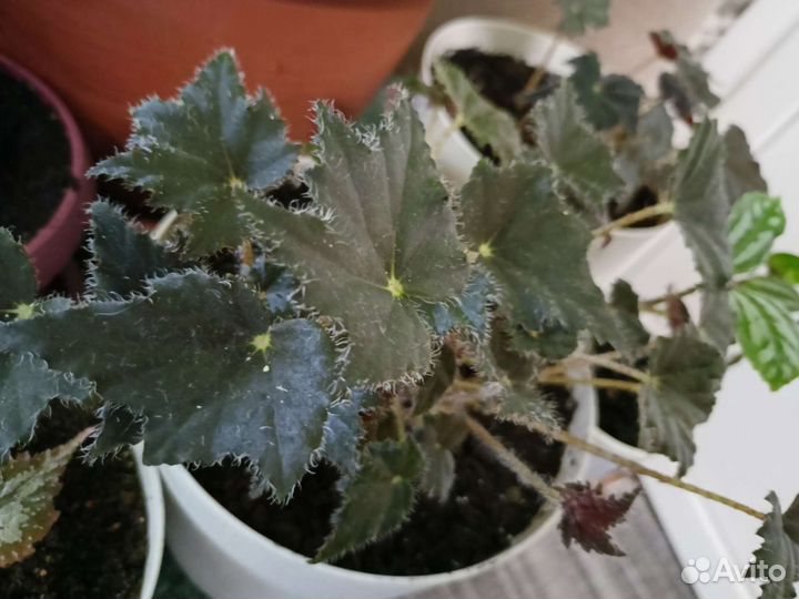 Хлорофитум,Бегония,Адиантум,Хоста Спатифиллум