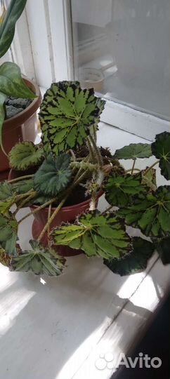 Много комнатных цветов