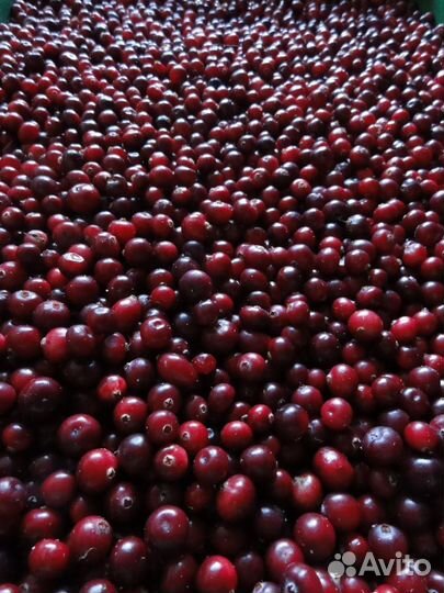 Свежая клюква, варенье из брусники, черники