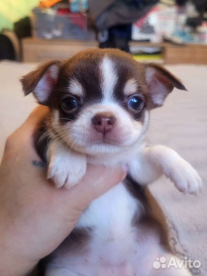 Чихуашки для кармашка