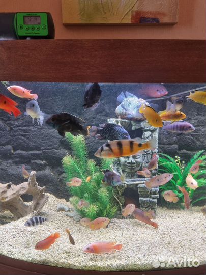 Цихлиды много разных