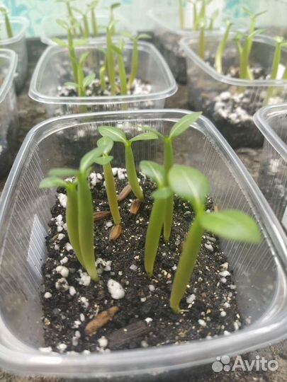 Семена Адениума